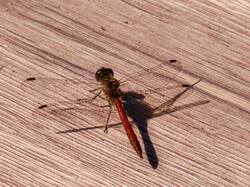 IMG_20260815_111805.jpg