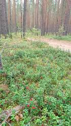 IMG_20260815_121154.jpg