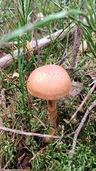 IMG_20260815_130349.jpg