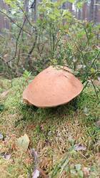 IMG_20260815_130444.jpg