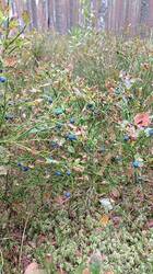 IMG_20260815_130553.jpg