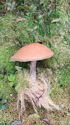 IMG_20260815_132925.jpg