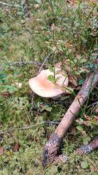 IMG_20260815_133233.jpg