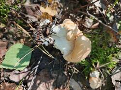 IMG_20260815_143255_143.jpg