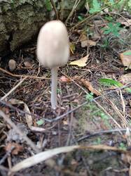 IMG_20260816_145056.jpg