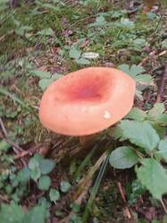 IMG_20260816_154140.jpg
