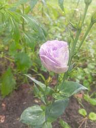 IMG_20260816_164745.thumb.jpg.a9abe6fc7cad3243aa5dbd9166da08b7.jpg