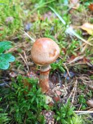 IMG_20260817_102420_941.thumb.jpg.59d5b7706234c24b49a72e05c8bc9512.jpg
