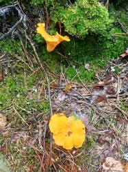 IMG_20260817_103147_189.thumb.jpg.f6bc6b7b008eb40d1d93c4404135393a.jpg