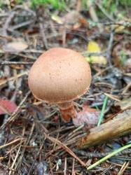 IMG_20260817_104019_756.thumb.jpg.09f7208f531ca90435e6f7a2772a0b22.jpg