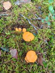 IMG_20260817_105058_444.thumb.jpg.f25506e12659f90d578bcb60cd658ea3.jpg