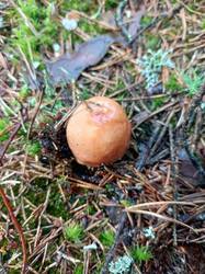 IMG_20260817_105328_878.thumb.jpg.5625db6fc4133d1ec94fc9d0b299fe5d.jpg