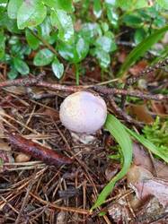 IMG_20260817_110024_784.thumb.jpg.8e4d4778baaa6677c3f00675605b03dd.jpg