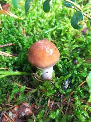 IMG_20260817_111112_607.thumb.jpg.215fda7db72059d09f1da3a42b1e5f26.jpg