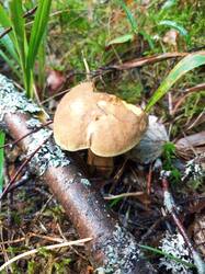 IMG_20260817_111827_474.thumb.jpg.9961b1674638b1c5914dcbfcde82ad98.jpg