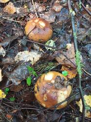 IMG_20260817_115022_740.thumb.jpg.a4db05c04538a34bd34991bc2b29f34b.jpg