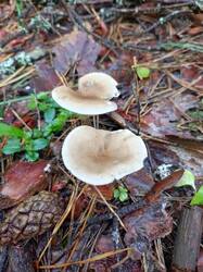IMG_20260817_115406_510.thumb.jpg.fe965a26c070f0de958455bc5fcf8888.jpg