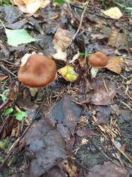 IMG_20260817_120510_919.thumb.jpg.cf990c0fd9aee49c498a6143b7ac1df0.jpg