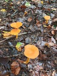 IMG_20260817_122520_880.thumb.jpg.998e6e615bb3ba54711758e01561cfdd.jpg