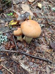 IMG_20260817_130839_958.thumb.jpg.300a252c365ed8236f851d5b95d61130.jpg