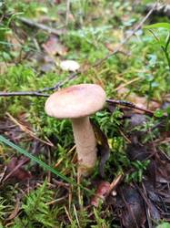 IMG_20260817_132000_128.thumb.jpg.eef46d89d595778d5105dbd0d7061cd5.jpg