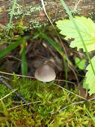 IMG_20260817_132918_526.thumb.jpg.bc53b73362b24f8d594ccc8e24614764.jpg