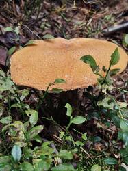 IMG_20260817_152727.jpg