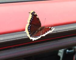 IMG_20260817_195243.jpg