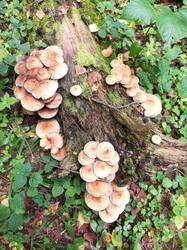 IMG_20260818_141756_017.thumb.jpg.e02ee6fa082a0a3f2966150be0abc1d4.jpg
