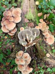 IMG_20260818_141849_855.thumb.jpg.2cafd7e8e08c5742bc644724cabe0099.jpg