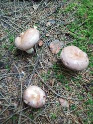 IMG_20260820_061825_660.thumb.jpg.86693b3ec994ff40e1fd7b838cf0c05f.jpg