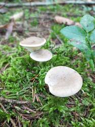 IMG_20260820_062348_618.thumb.jpg.b5817271bddcc17e2b6ed9e008d134b5.jpg