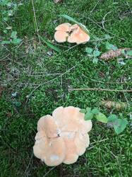 IMG_20260820_062644_574.thumb.jpg.63d4711f41fc38662d345753183ce988.jpg