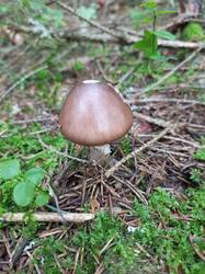 IMG_20260820_063215_805.thumb.jpg.885c97aab893ad9880d44197e44dd295.jpg