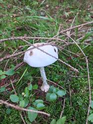 IMG_20260820_063522_444.thumb.jpg.fe185f067a52c16b8c9f35b969d6fc73.jpg