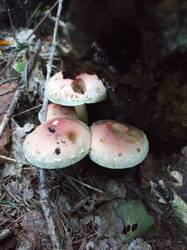 IMG_20260820_064130_416.thumb.jpg.dfe878b028ed2a2b6c048dfe73896878.jpg