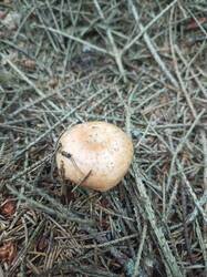 IMG_20260820_074310_021.thumb.jpg.b2fda2c9b170632843903b994f3e2b3b.jpg