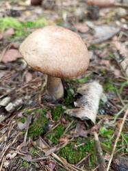 IMG_20260820_090248_506.thumb.jpg.424c21d6df989cf440d516a61b55c2c2.jpg