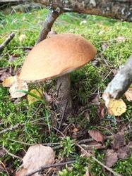 IMG_20260820_090921_990.thumb.jpg.d0cc5a53fc3ff62193d584310ebcc526.jpg