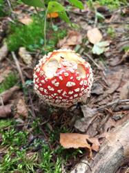 IMG_20260820_093031_057.thumb.jpg.a6a71b5411f7d9e5a8993c5ea45b3874.jpg