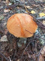 IMG_20260820_103817_205.thumb.jpg.277eb15dcf9db688f559ed0bd6654c56.jpg