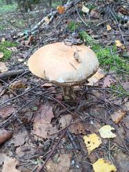 IMG_20260820_104128_012.thumb.jpg.907449a2452595799f6c9c20b53ce4e1.jpg