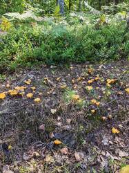IMG_20260822_131604.jpg