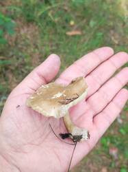 IMG_20260822_221331.thumb.jpg.713bd4bf5d830f49fc9c6a8cf8e5acc6.jpg
