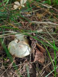 IMG_20260822_221346.thumb.jpg.8ca79f4b8294fc2f40abef319cf66c23.jpg