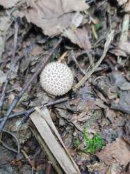 IMG_20260822_221440.thumb.jpg.c023cbf9418455579518614e69a7cdbb.jpg