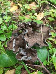 IMG_20260824_070432_998.thumb.jpg.ff3772915eb9ed8e9ae6c9ae06b9253c.jpg