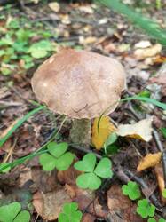 IMG_20260824_072530_315.thumb.jpg.c46a982b87276a62dfbac6d5e8f3b6ad.jpg
