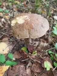 IMG_20260824_074658_756.thumb.jpg.46066cd1d975e57e7c62d5f5692d626a.jpg