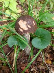 IMG_20260824_074943_440.thumb.jpg.b6af9f965ec3e8269408f29d36d41439.jpg